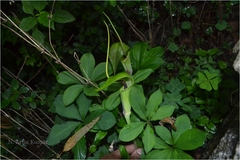 Arisaema tortuosum var. neglectum